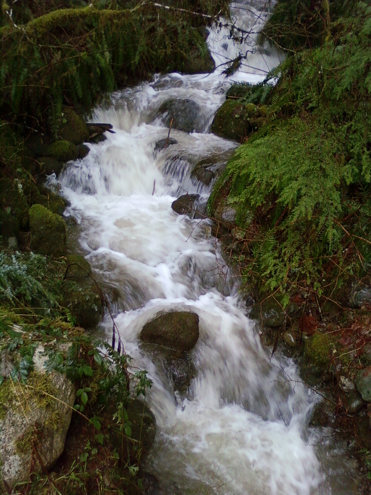 The stream in the front yard