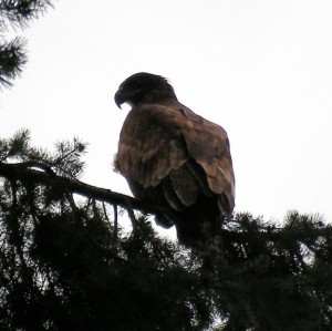 Golden Eagle